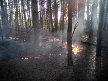 лесной пожар в Шумячском лесничестве - фото - 1