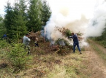 лесопожарная служба продолжает выполнение мероприятий по лесовосстановлению - фото - 1