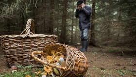 как сходить в лес за грибами и вернуться домой - фото - 1