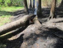 Лесные пожары 2018 - 38