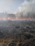 Лесной пожар в Велижском районе, 13.04.2020 - 6