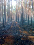 Лесные пожары 2016 - 2