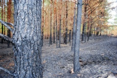 Лесные пожары 2014 - 3