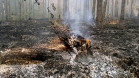 Лесные пожары 2014 - 9
