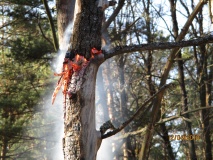 в лесах Смоленской области зарегистрирован первый в текущем пожароопасном сезоне лесной пожар - фото - 1