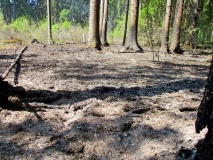 в Гагаринском лесничестве произошел лесной пожар - фото - 1