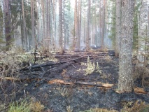 за прошедшие выходные в лесах Смоленщины ликвидировано 2 пожара - фото - 1