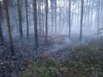 лесной пожар в Ершичском районе - фото - 1