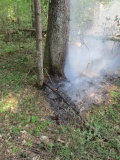 в Ершичском лесничестве произошел лесной пожар - фото - 1