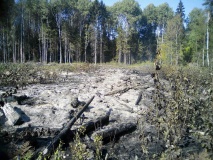 лесной пожар в Ершичском районе успешно ликвидирован - фото - 1