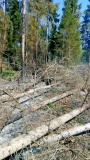 за минувшие сутки в Смоленской области зарегистрировано 5 лесных пожаров - фото - 1