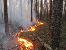 в Ярцевском лесничестве зарегистрирован лесной пожар - фото - 1