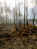 в Руднянском районе произошел серьезный лесной пожар - фото - 1