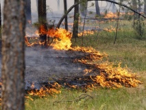 в Смоленской области утвержден Сводный план тушения лесных пожаров на 2020 год - фото - 1