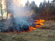 на территории Смоленской области зарегистрирован первый лесной пожар - фото - 1