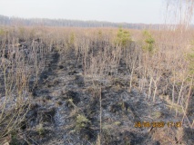 за выходные в Смоленской области произошло два лесных пожара - фото - 1