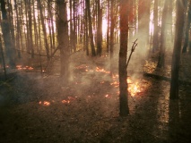 в Демидовском районе произошел лесной пожар - фото - 1