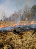 в Смоленской области зарегистрирован новый лесной пожар - фото - 1