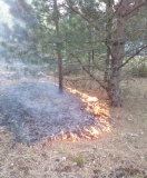 в Велижском районе удалось предотвратить лесной пожар - фото - 1