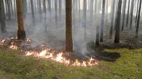 в Вяземском районе произошел лесной пожар - фото - 1