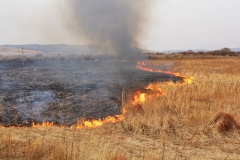 гагаринские лесничие предотвратили возникновение лесного пожара - фото - 1