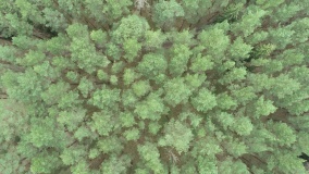 смоленские леса патрулируются с воздуха - фото - 1