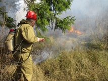 в Смоленской области зарегистрирован первый лесной пожар - фото - 1