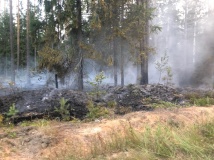 уточненная информация об очаге пожара в военном лесничестве - фото - 1