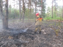 действия местного населения стали причиной лесного пожара в Велижском районе - фото - 1