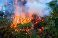 уточненная информация об очаге лесного пожара в Рославльском лесничестве - фото - 1