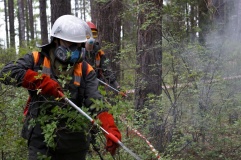 лесопожарная службы приглашает пройти онлайн-курс «Подготовка добровольного лесного пожарного» - фото - 1