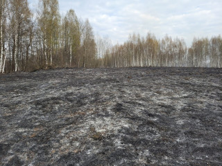 лесной пожар в Темкинском районе - фото - 1