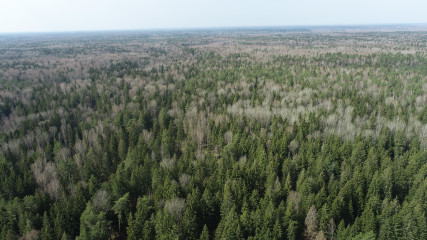 в Смоленской области зарегистрирован пятый лесной пожар - фото - 1
