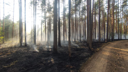 два новых лесных пожара зарегистрировано на Смоленщине - фото - 1