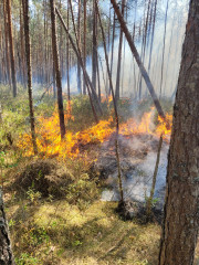 крупный лесной пожар под Духовщиной был ликвидирован - фото - 1
