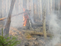 Лесные пожары 2019г - 22