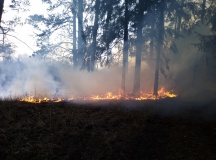 Лесные пожары 2019г - 39