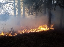 Лесные пожары 2019г - 40