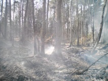 Лесные пожары 2019г - 4