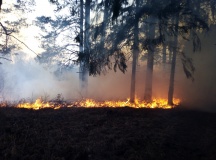 Лесные пожары 2019г - 41
