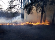 Лесные пожары 2019г - 42