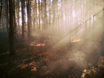 Лесные пожары 2017 - 5
