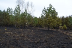 Крупный лесной пожар в Ершичском районе, 14.04.2020 - 34