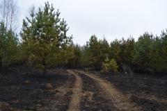 Крупный лесной пожар в Ершичском районе, 14.04.2020 - 33