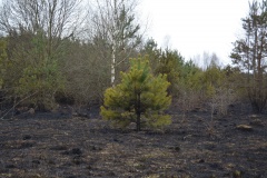 Крупный лесной пожар в Ершичском районе, 14.04.2020 - 32
