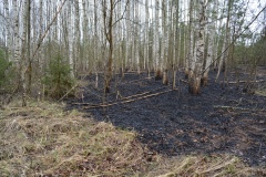 Крупный лесной пожар в Ершичском районе, 14.04.2020 - 29