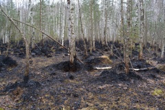 Крупный лесной пожар в Ершичском районе, 14.04.2020 - 25