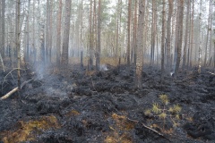 Крупный лесной пожар в Ершичском районе, 14.04.2020 - 23