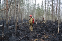 Крупный лесной пожар в Ершичском районе, 14.04.2020 - 16
