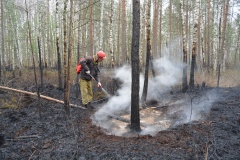 Крупный лесной пожар в Ершичском районе, 14.04.2020 - 11